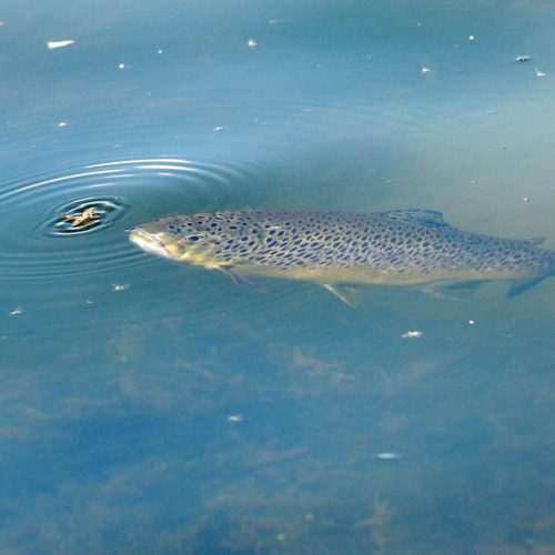 A fish catching its prey