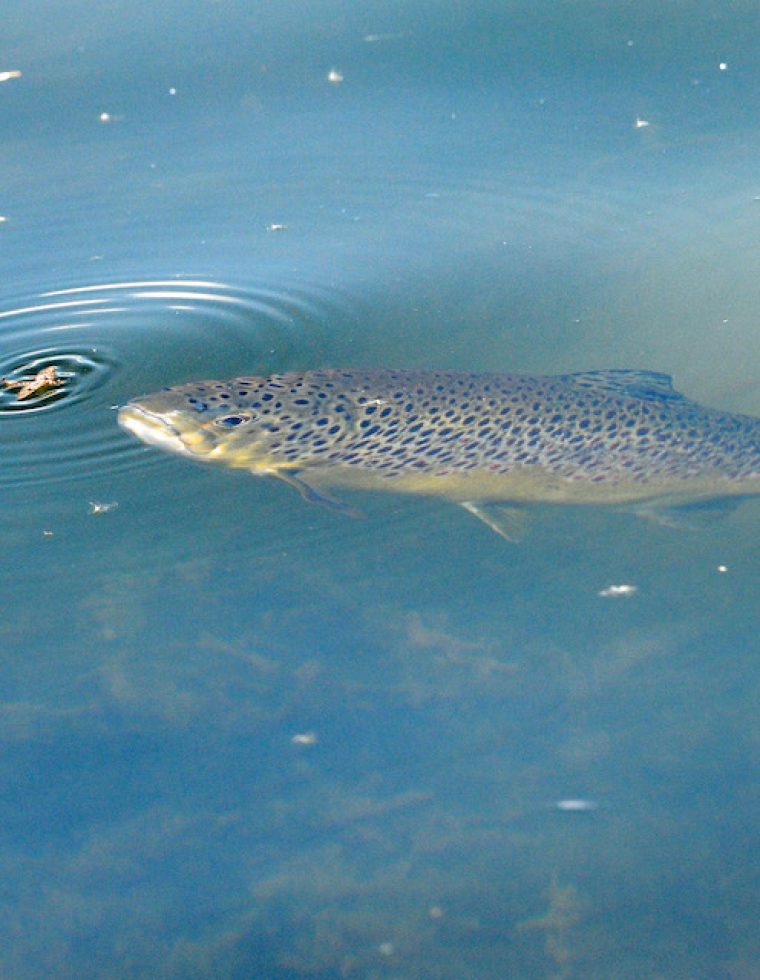 A fish catching its prey