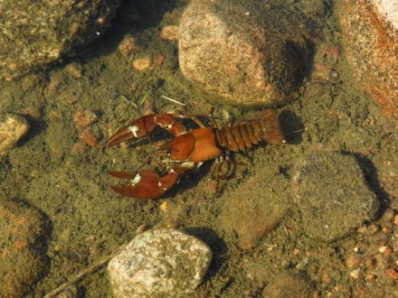 A crayfish in the river