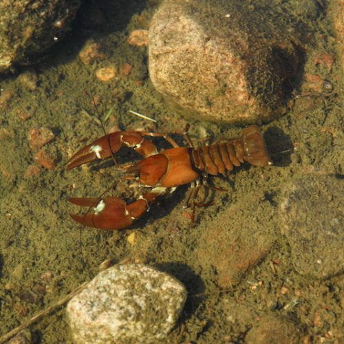 A crayfish in the river A crayfish in the river