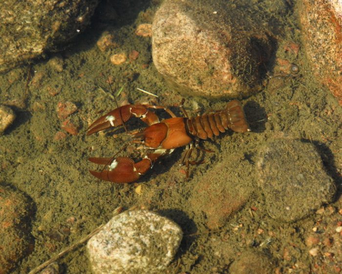 A crayfish in the river A crayfish in the river