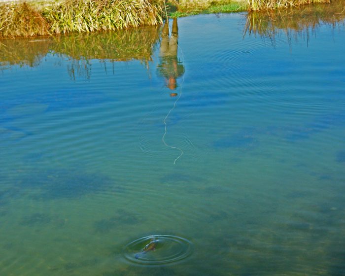 A person fishing in the river