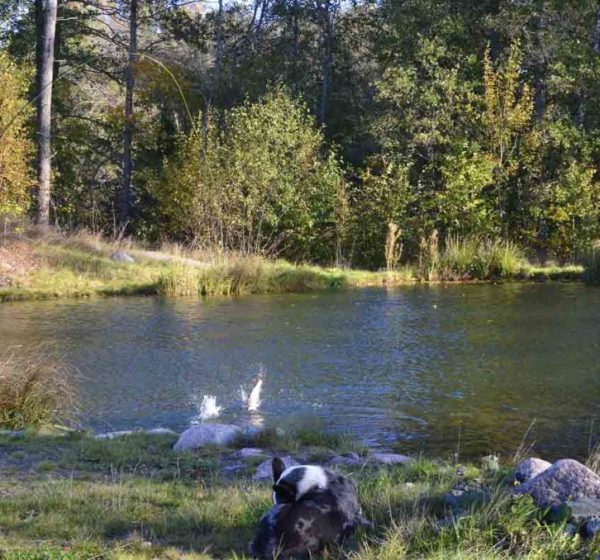 A person fishing in the river