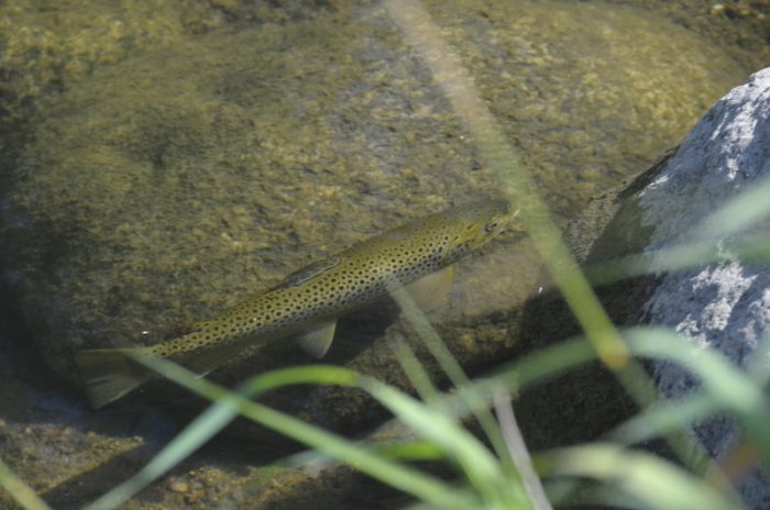 Fish swimming in the river