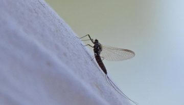 An insect