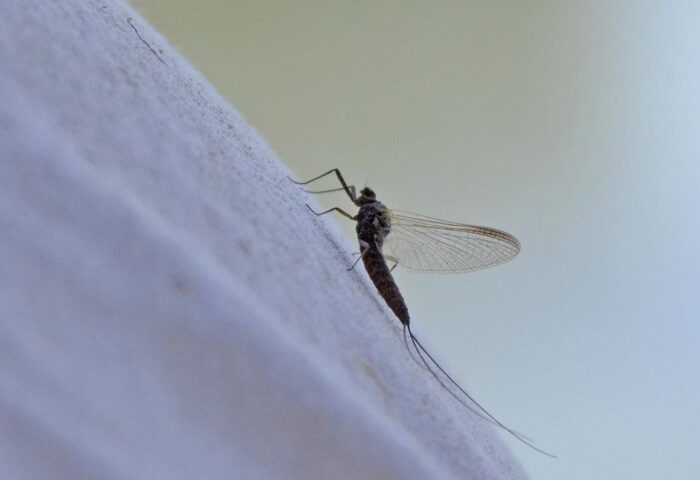 An insect