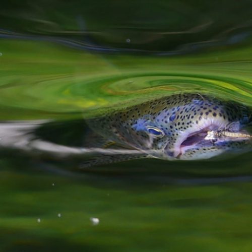 A fish catching its prey